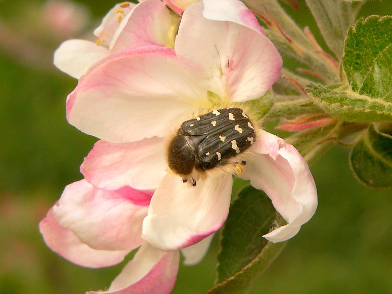 Gametis jucunda
