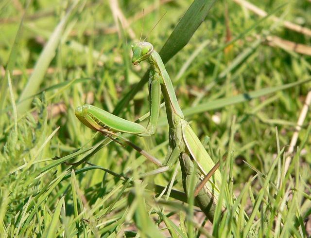 Mantide religiosa (Mantis religiosa)