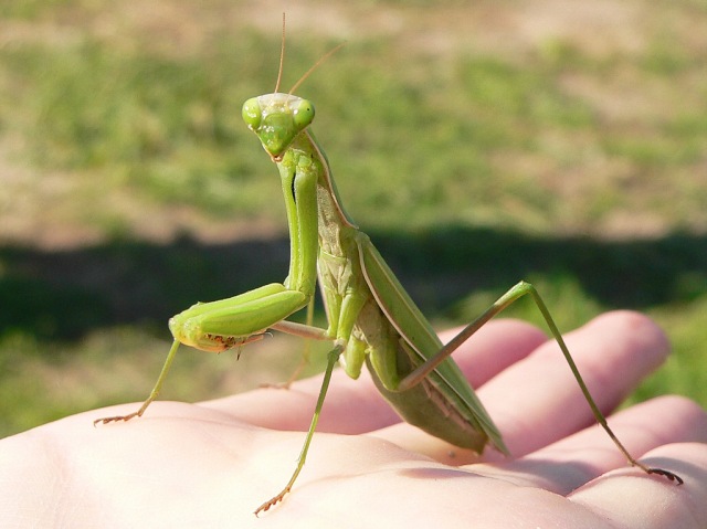 European mantis (Mantis religiosa)
