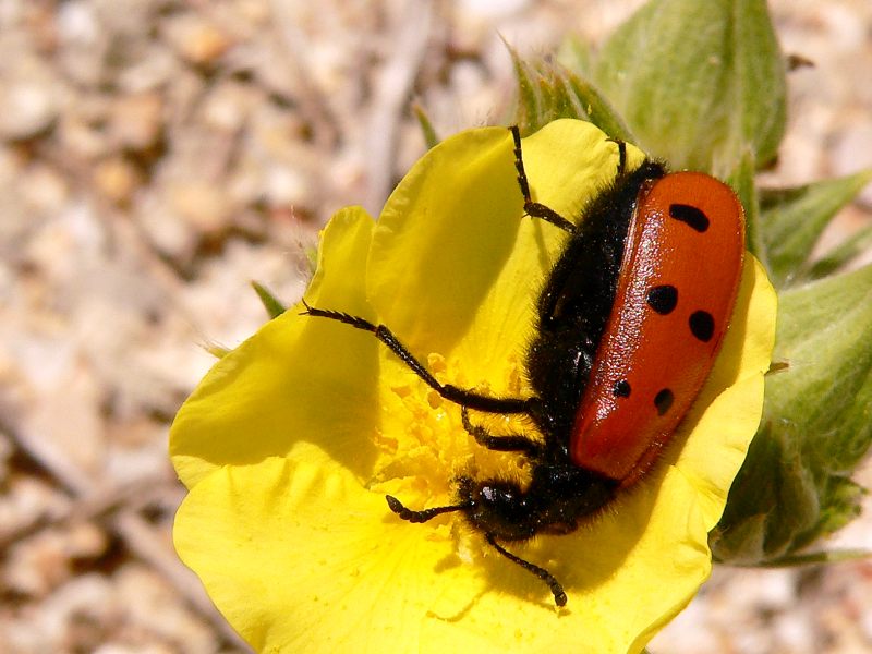 Mylabris fabricii