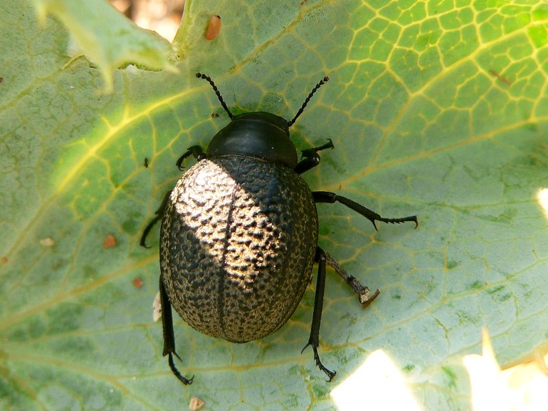 Pimelia subglobosa
