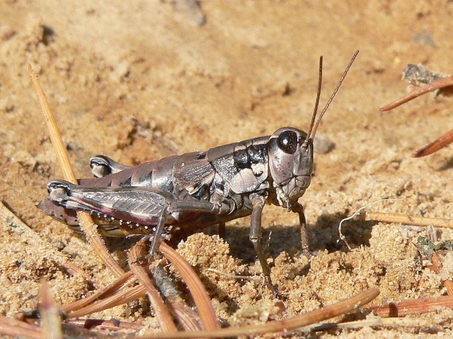 Saltamontes de montaña (Podisma pedestris)