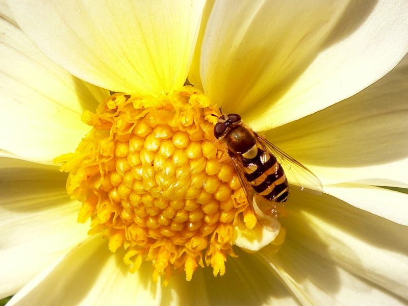 Syrphus vitripennis
