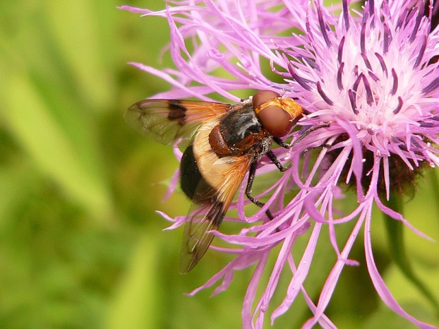 Volucella pellucens
