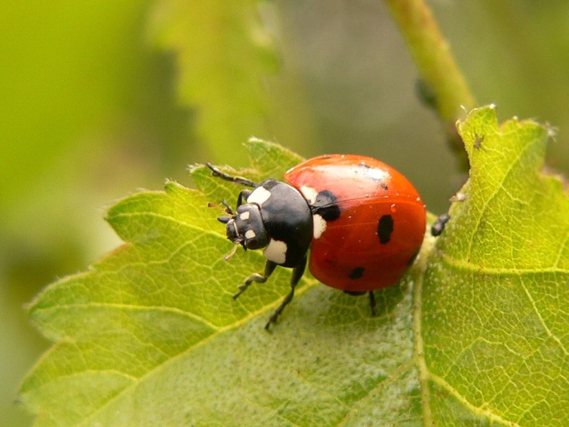 7-spot Ladybird Beetle (Coccinella septempunctata)