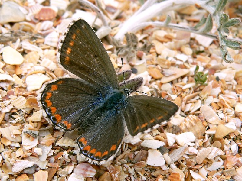 Adonis Blue (Polyommatus bellargus)