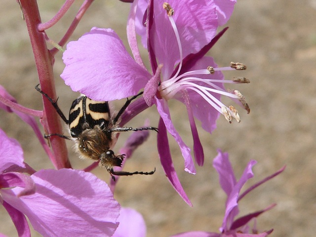 Bee beetle (Trichius fasciatus)