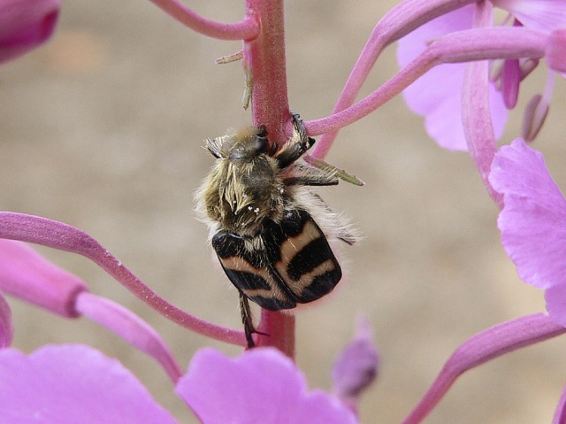 Trichius fasciatus