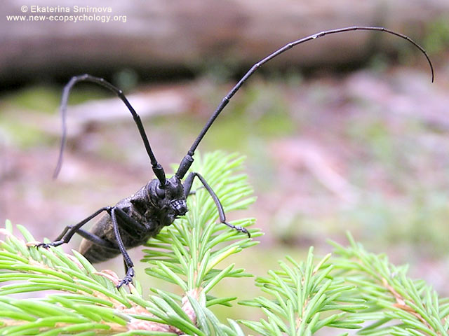 Black Pine Sawyer Beetle (Monochamus galloprovincialis)