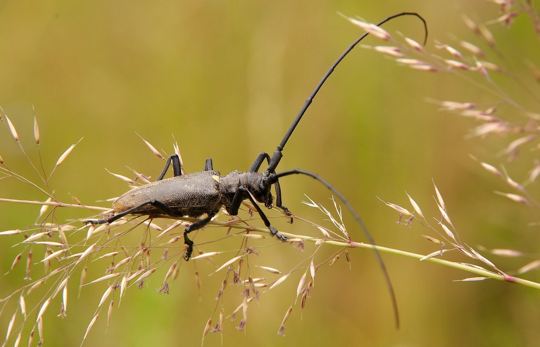 Monochamus galloprovincialis