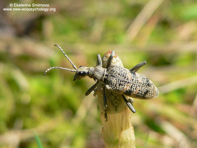 Rhagium mordax