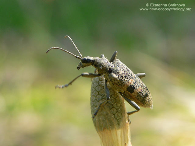 Blackspotted Pliers Support Beetle (Rhagium mordax)