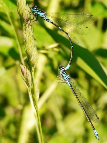 Enallagma cyathigerum