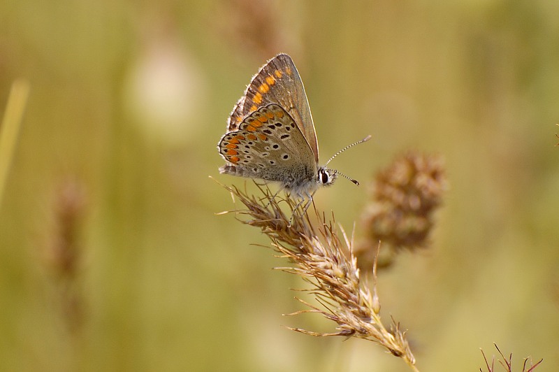 Aricia agestis