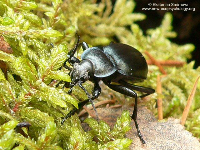 Carabus nemoralis