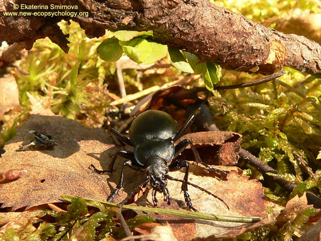 Carabus nemoralis