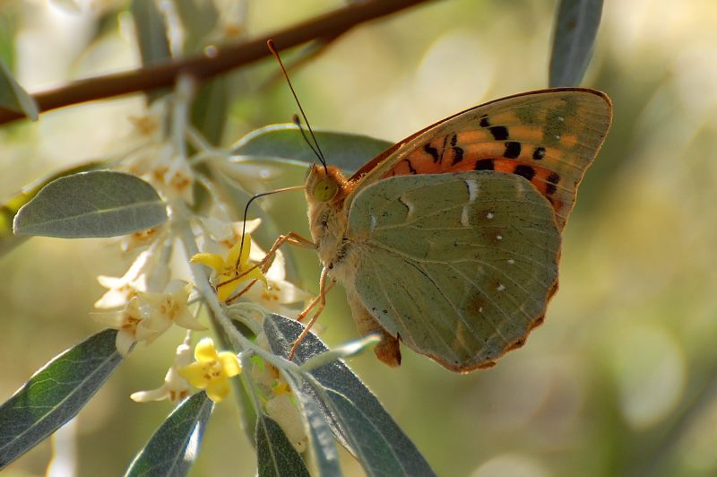 Cardinal (Argynnis pandora)