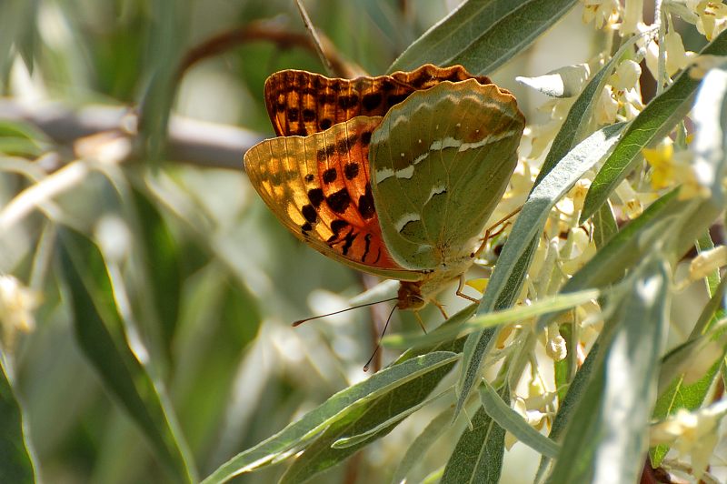 Cardinal (Argynnis pandora)