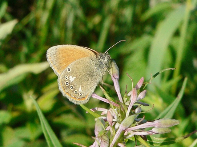 Coenonympha glycerion