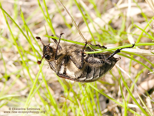 Melolontha hippocastani