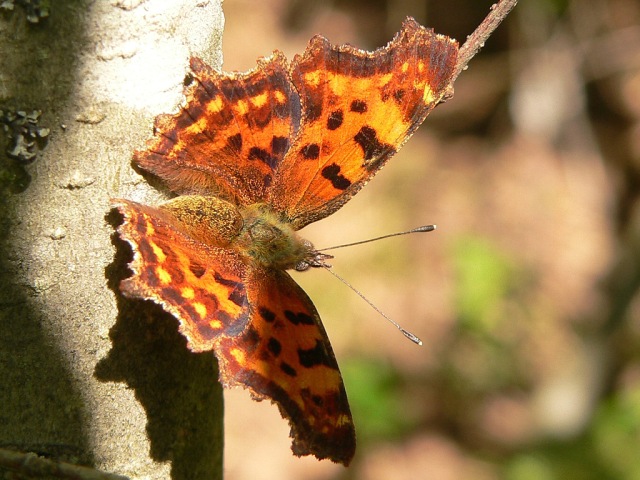 Comma Butterfly (Polygonia c-album)
