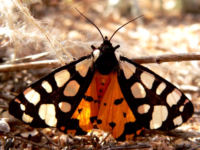 Schwarze Bär (Arctia villica)