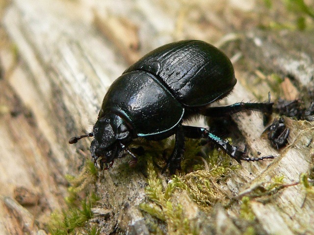 Geotrupes stercorarius