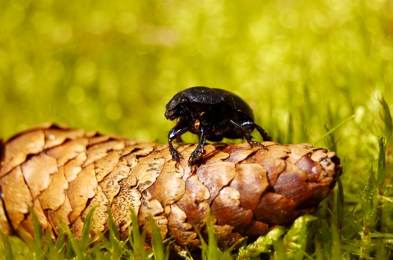 Dor beetle (Geotrupes stercorarius)