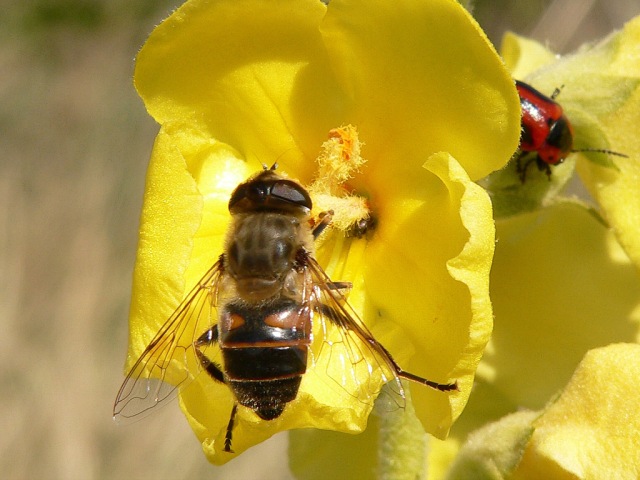 Drone Fly (Eristalis tenax)