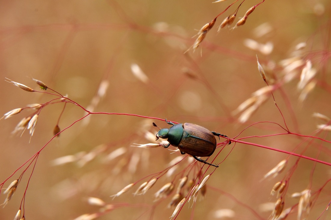 Anomala dubia