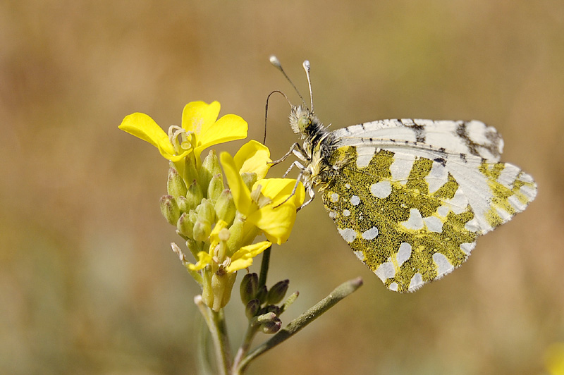 Euchloe ausonia