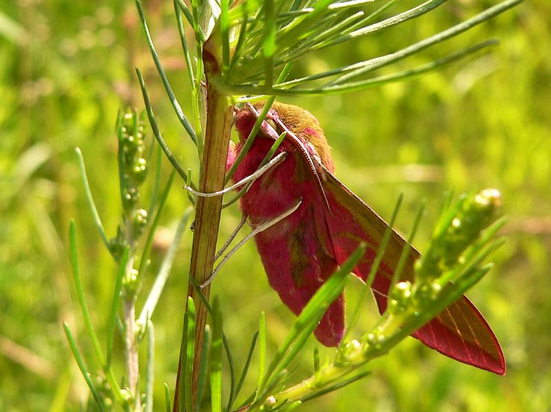 Elephant Hawk-moth (Deilephila elpenor)