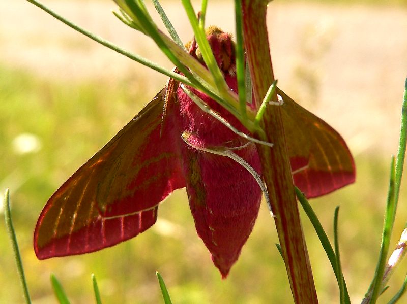 Elephant Hawk-moth (Deilephila elpenor)