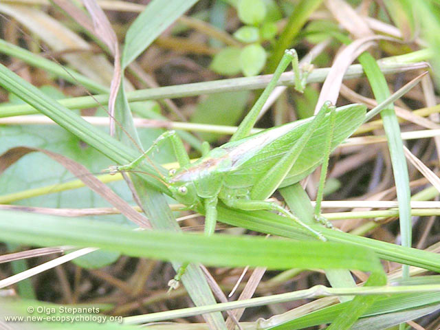 Tettigonia caudata