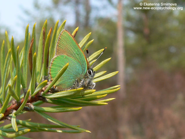 Green Hairstreak (Callophrys rubi)