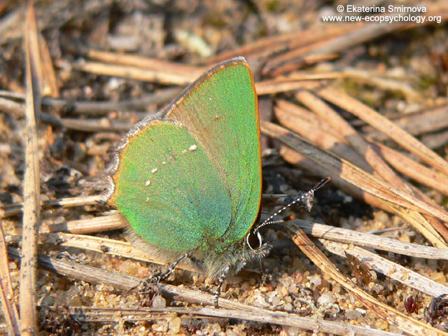 Cejialba (Callophrys rubi)