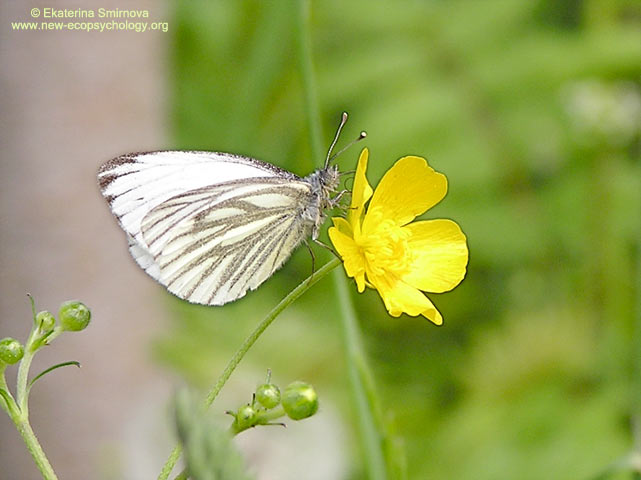 Green-veined White (Pieris napi)