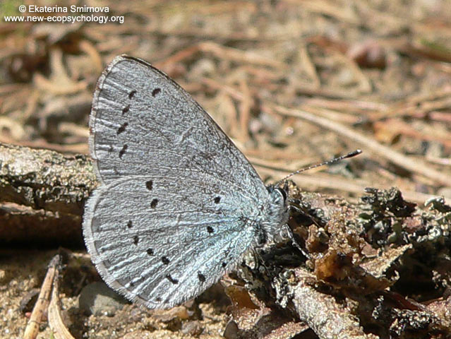 Celastrina argiolus