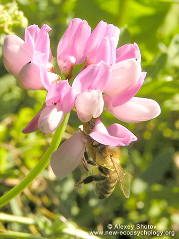 Honeybee (Apis mellifera)
