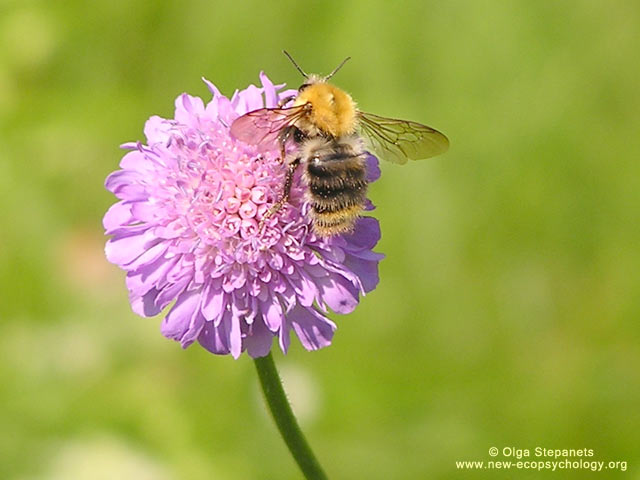 Ape europea (Apis mellifera)