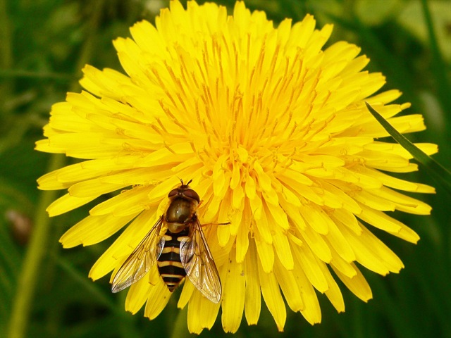 Syrphus ribesii