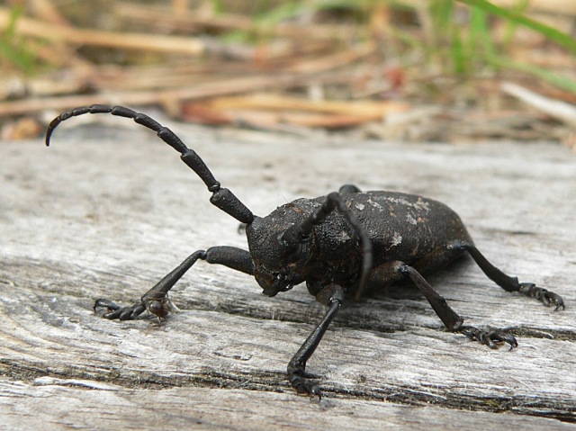 Lamia textor
