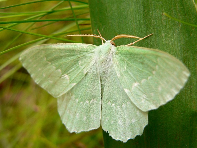 Large Emerald (Geometra papilionaria)