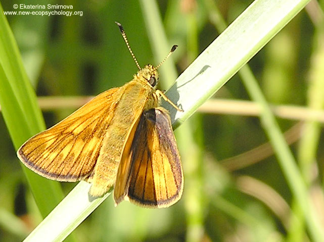 Ochlodes sylvanus