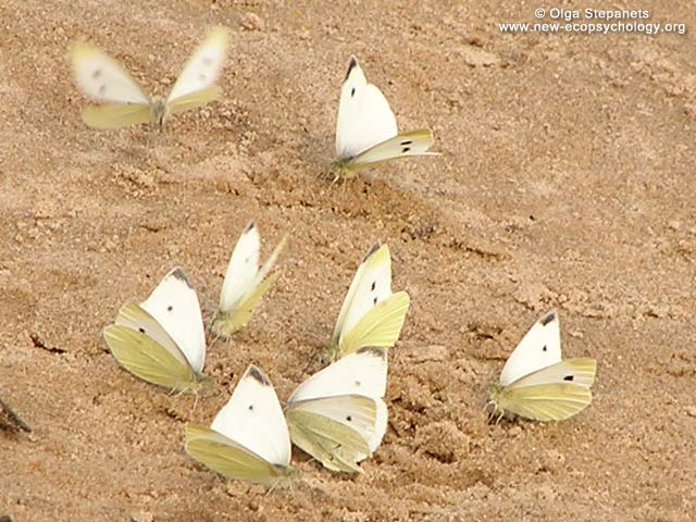 Cavolaia maggiore (Pieris brassicae)