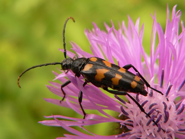Leptura quadrifasciata