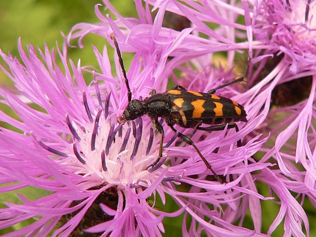 Leptura quadrifasciata