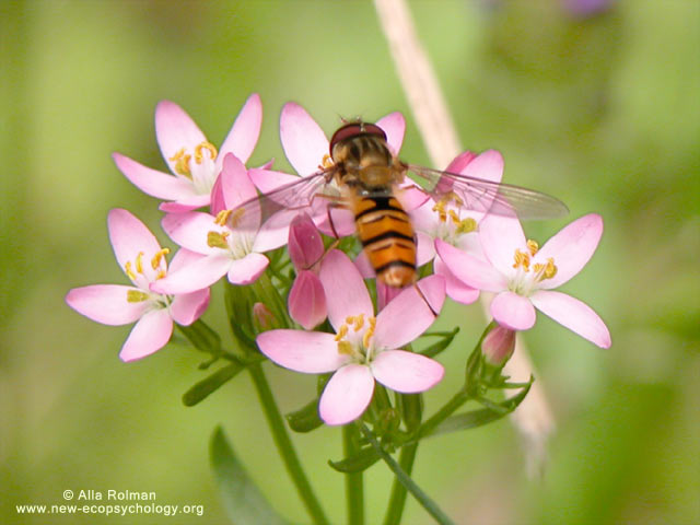 Episyrphus balteatus