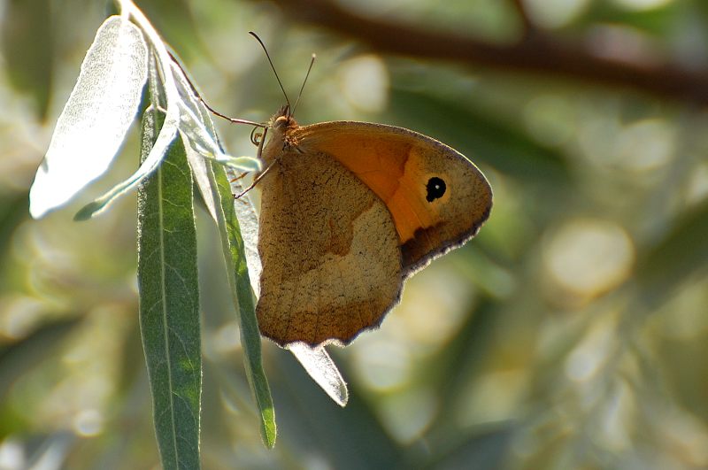 Meadow Brown (Maniola jurtina)