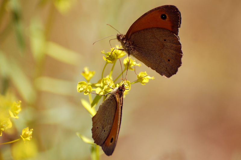 Meadow Brown (Maniola jurtina)